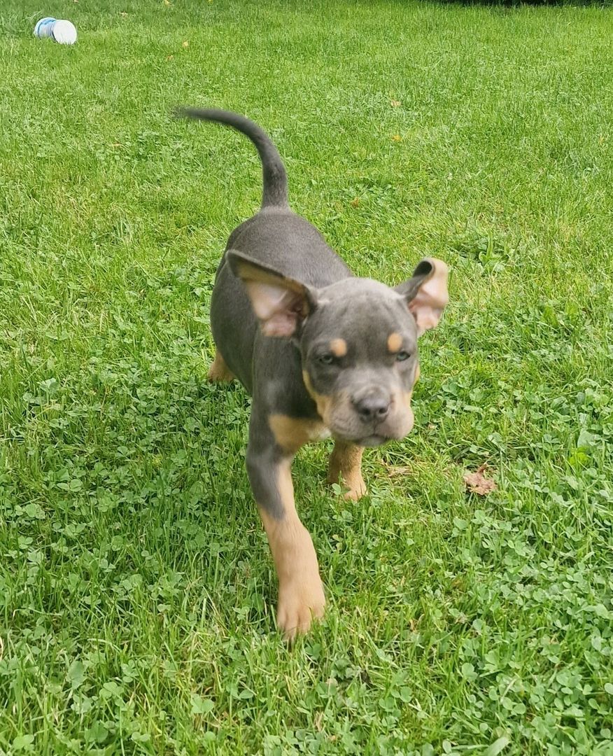 American Staffordshire Welpen