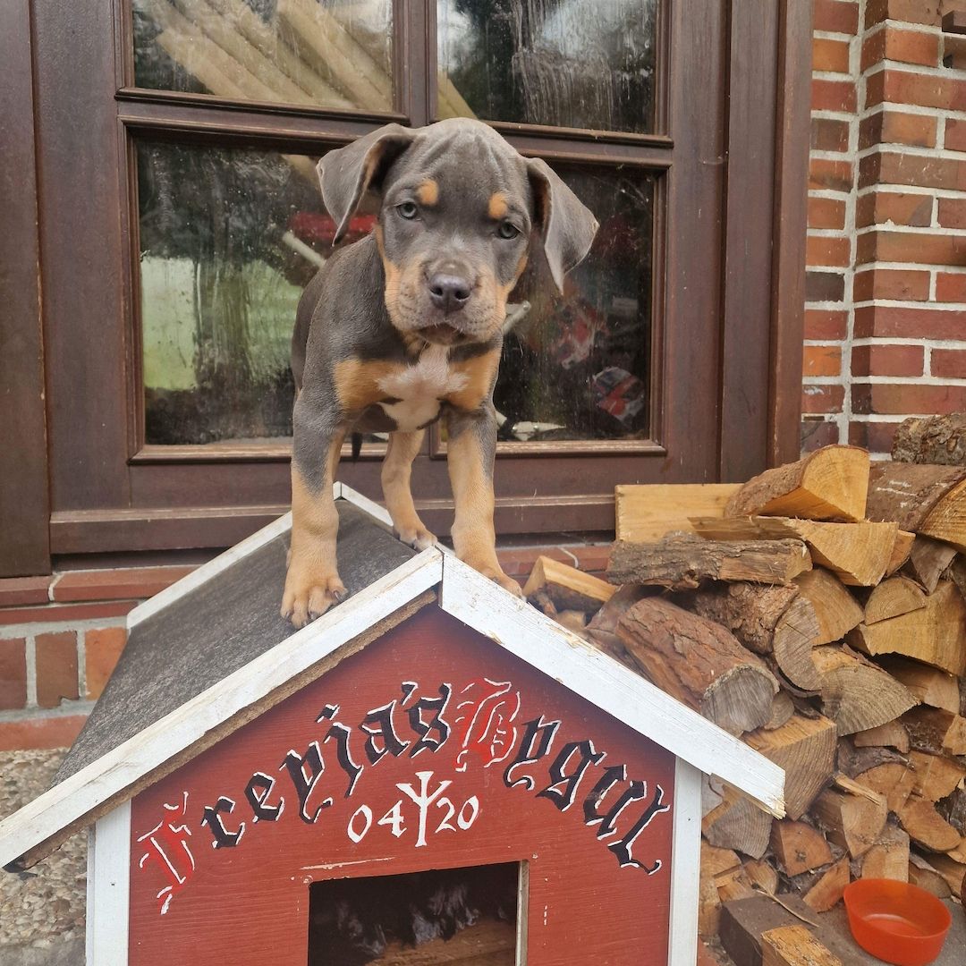 American Staffordshire Welpen