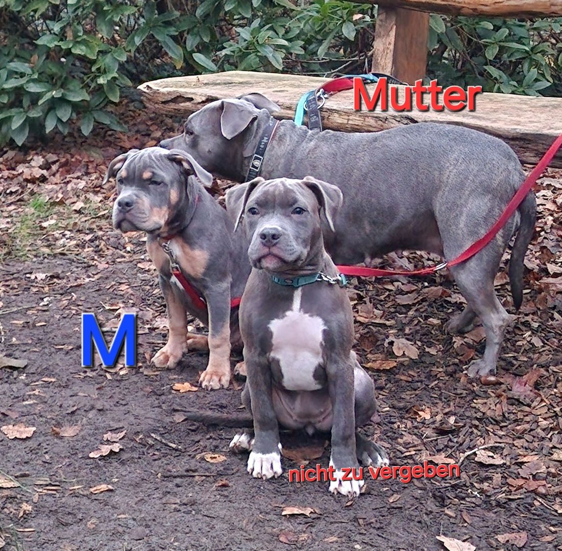 American Staffordshire Welpen