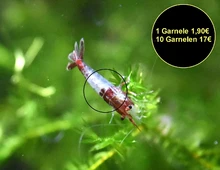 Red Rili Garnele, Zwerggarnele (ab 1,70€) (Versand/ Abholung)