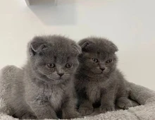 Entzückende Scottish Fold-Kätzchen