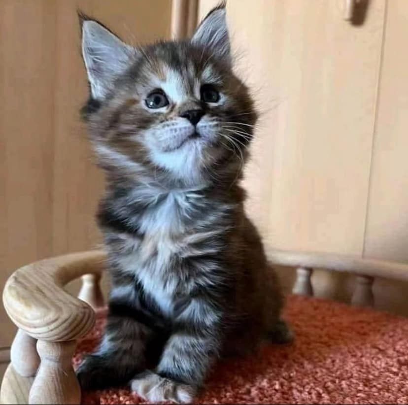 Maine Coon Kätzchen Jetzt verfügbar WhatsApp-Nummer +31684935138