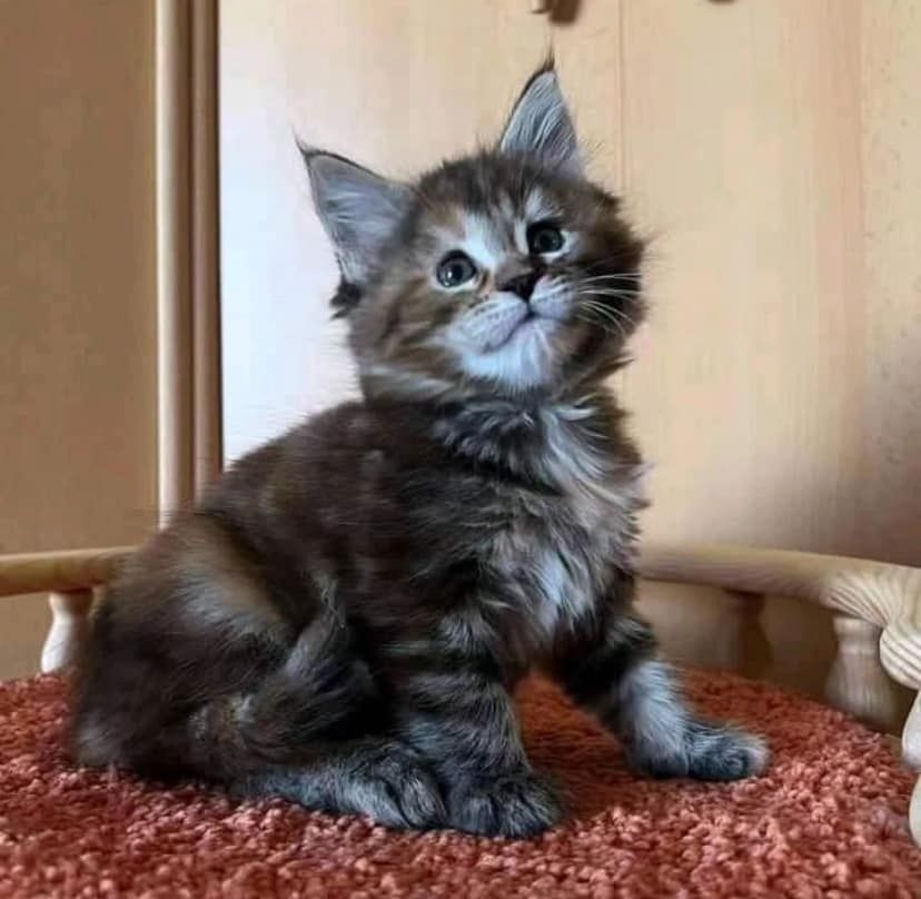 3 Maine Coon Kitten abgabebereit