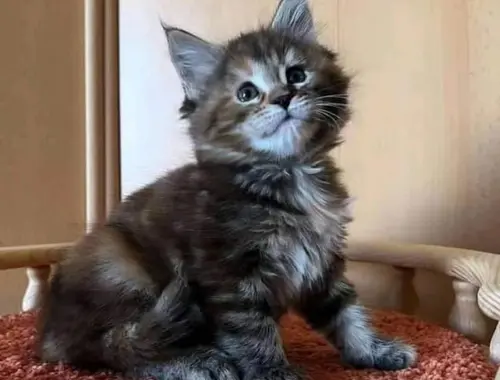 3 Maine Coon Kitten abgabebereit