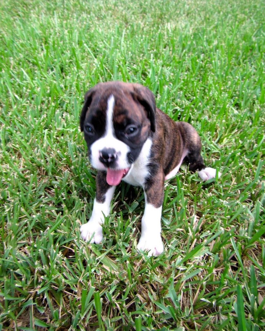 Wunderschöne Boxer Welpen WhatsApp-Nummer +31684935138 Wunderschöne Boxer Welpen WhatsApp-Nummer +31684935138