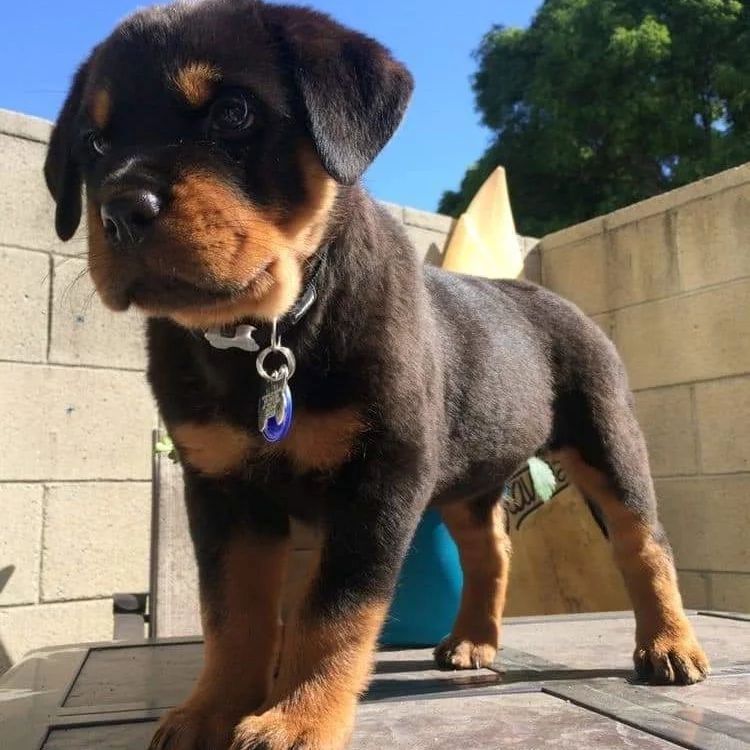 Reine Rottweiler-Welpen.WhatsApp-Nummer +31684935138