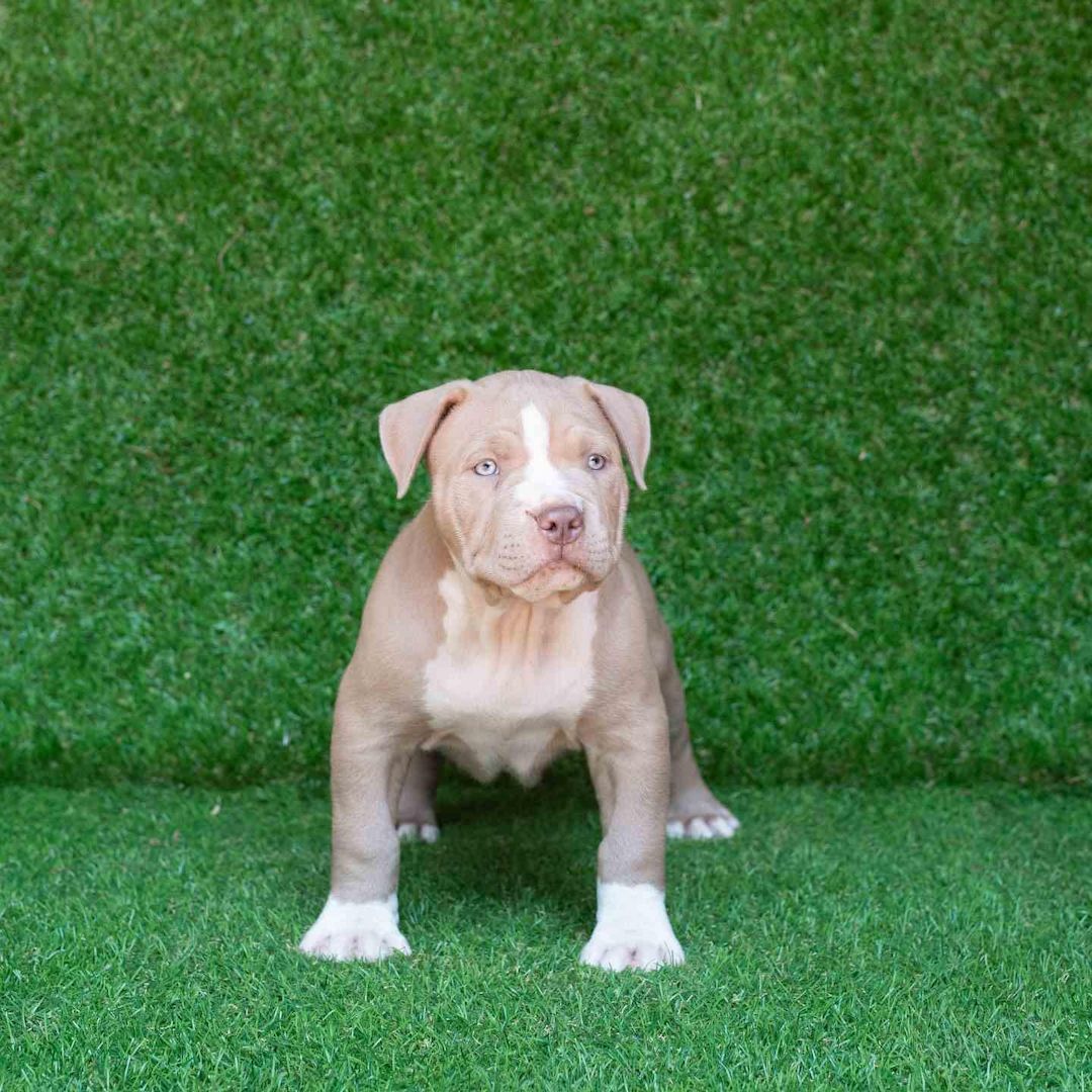 Blueline welpen American Pitbull Terrier whatsapp Nummer (+31684935138)