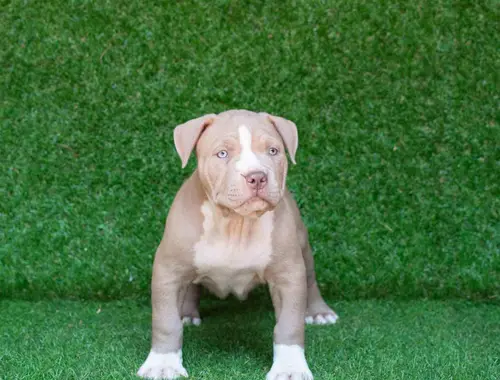 Blueline welpen American Pitbull Terrier whatsapp Nummer (+31684935138)