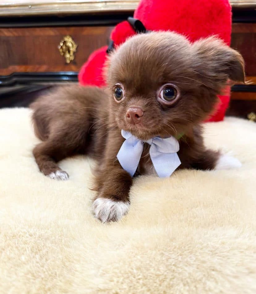 Mini Chihuahua Babys mit papieren WhatsApp-Nummer +31684935138