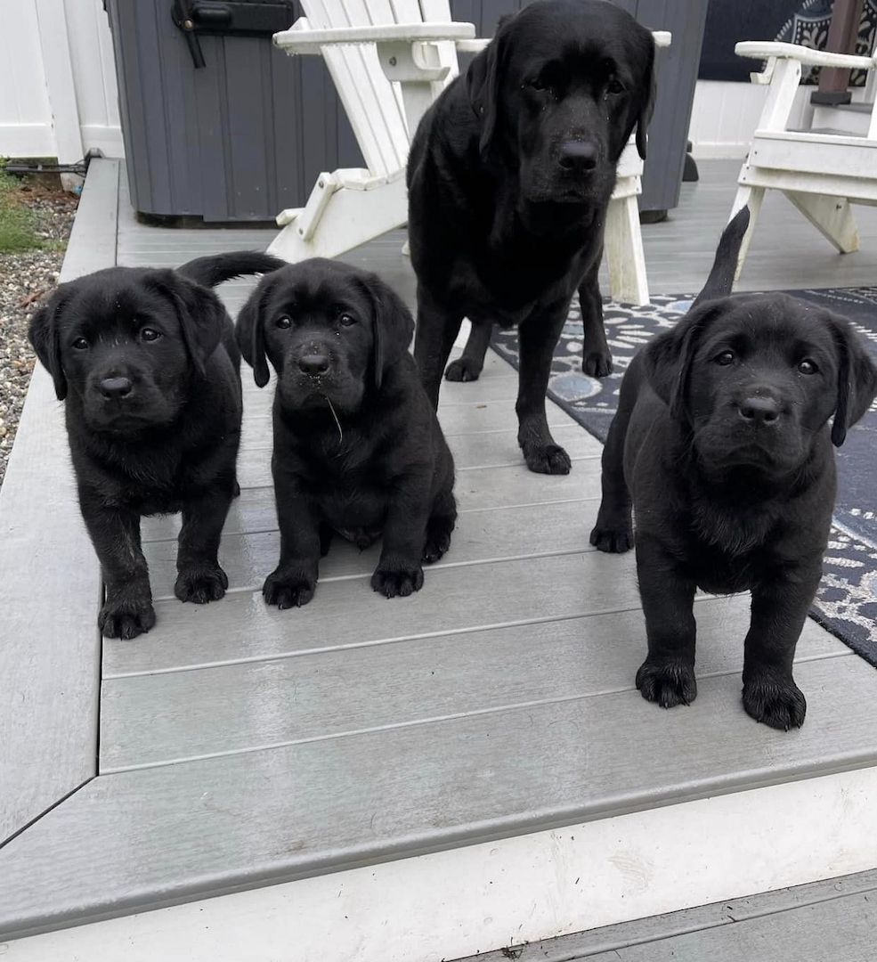 Wunderschöne Labrador Welpen Wunderschöne Labrador Welpen