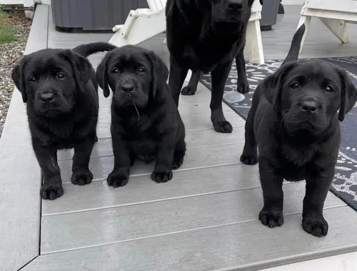 Wunderschöne Labrador Welpen