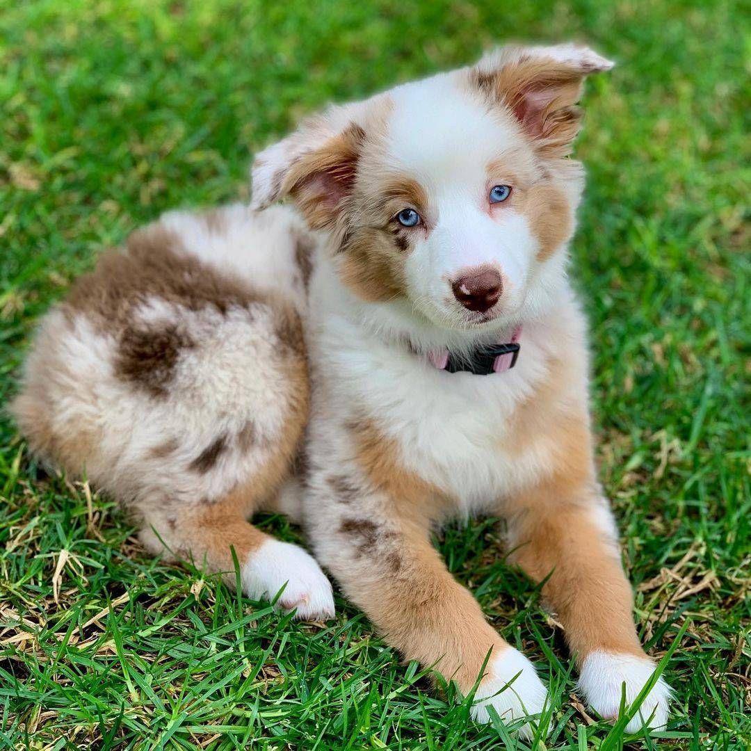 Miniatur Australian Shepherd Mini und Toy Aussies
