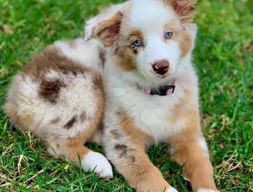 Miniatur Australian Shepherd Mini und Toy Aussies