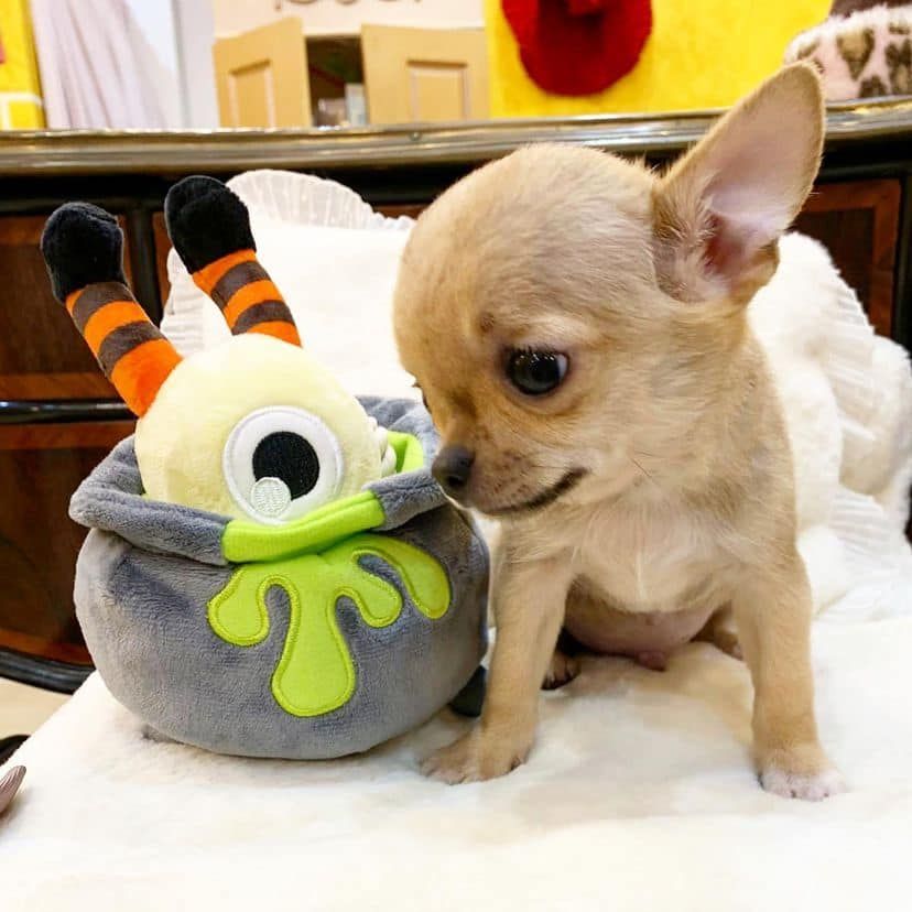 Chihuahua Welpe Rüde zu verkaufen