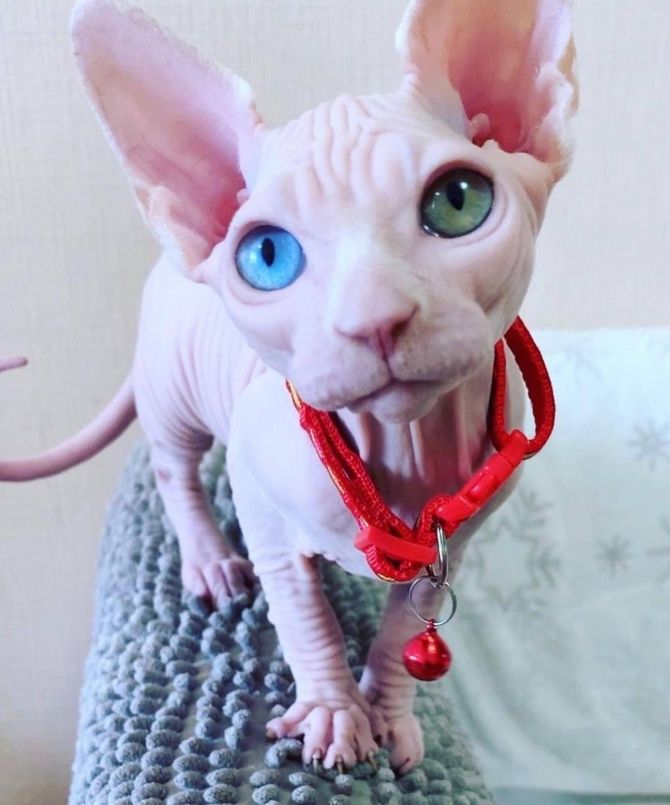 Zu Hause aufgezogene Sphynx-Kätzchen Zu Hause aufgezogene Sphynx-Kätzchen
