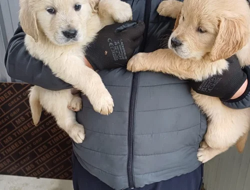 Golden Retriever Welpen mit Stammbaum