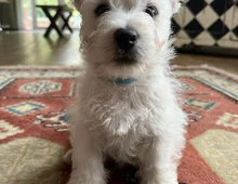 Wunderschöner Wurf West Highland Terrier Welpen