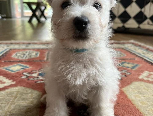 Wunderschöner Wurf West Highland Terrier Welpen