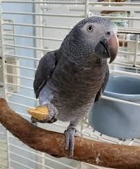 Wunderschöne Graupapageien von Hand gezähmt