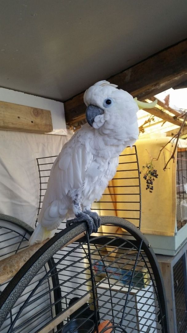 Weißkopfkakadu-Papageien jetzt bereit