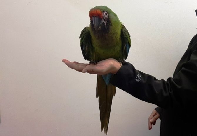 Von Hand aufgezogener, sprechender Soldatenara-Junge