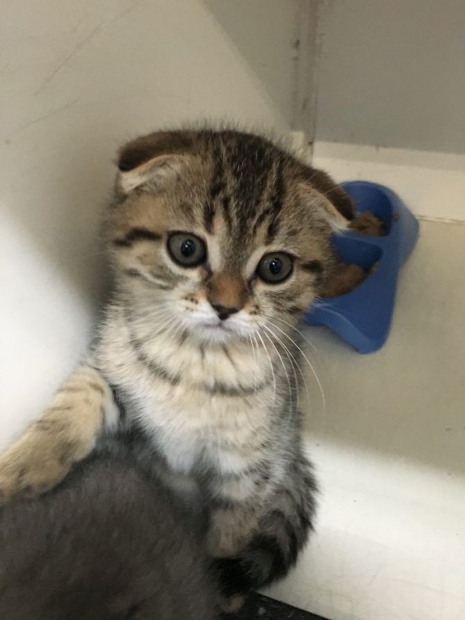 Wunderschöne Scottish Fold Kätzchen zum Mitnehmen Wunderschöne Scottish Fold Kätzchen zum Mitnehmen
