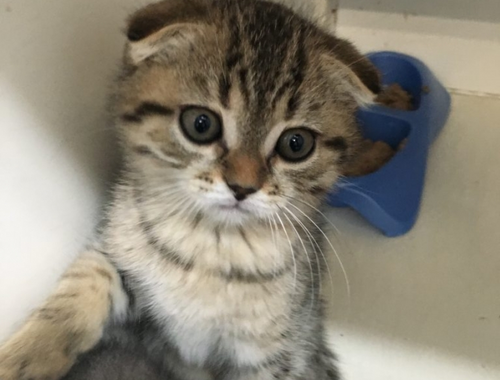 Wunderschöne Scottish Fold Kätzchen zum Mitnehmen