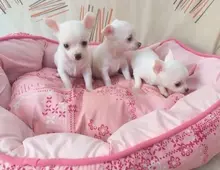 Mini Chihuahua Babys mit papieren