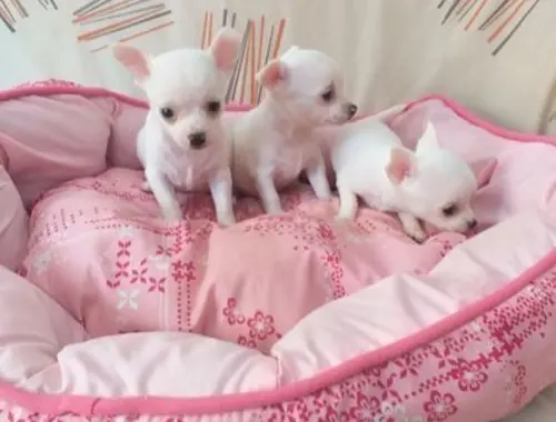 Mini Chihuahua Babys mit papieren