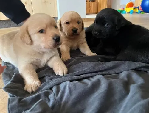 Labrador Welpen mit Papieren