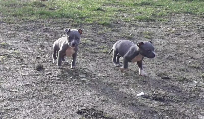 American Pit/Bull Terrier Welpen