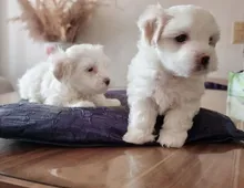 Mini Malteser Babys Welpen mit papieren