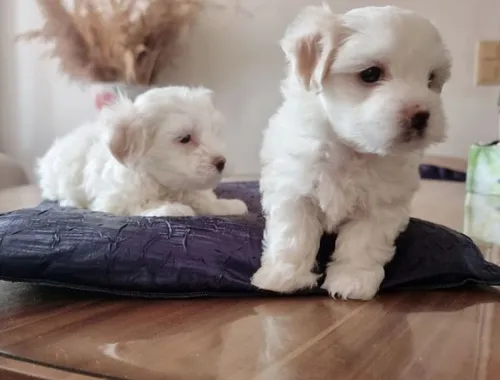 Mini Malteser Babys Welpen mit papieren