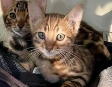 Bengal Katzen mit Stammbaum