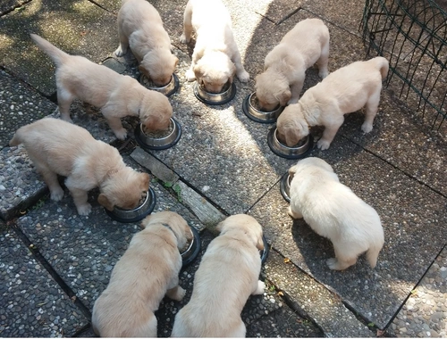 Golden Retriever Welpen mit papieren