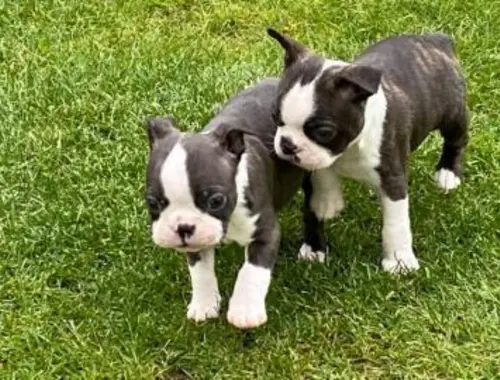 Erhältlich Boston Terrier Welpen mit papieren whatsapp Nummer (+37069673271)