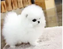 ErhältlichMINI ZWERGSPITZ POMERANIAN BOO WELPEN ZUM VERSCHENKEN.whatsapp Nummer (+37069673271)