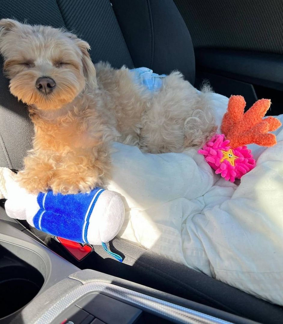 Mit schwerem Herzen suchen wir ein neues Zuhause für unseren Muttipoo