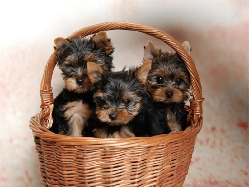Miniatur  Yorkshire Terrier Welpen