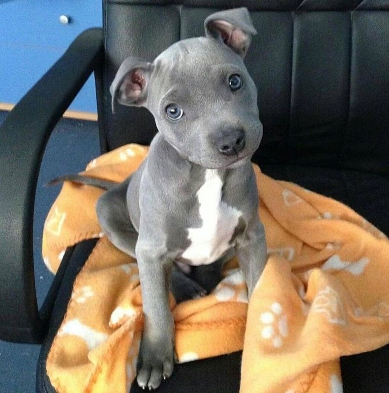 Süsse American Pitbull-Terrier Blueline Welpen