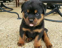 Rottweiler welpen ADRK Zucht