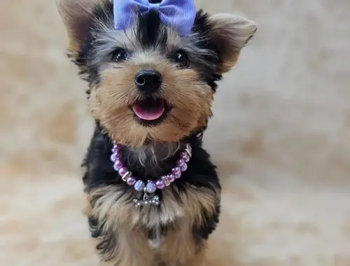 Yorkshire Terrier / coloured Yorkie Welpen