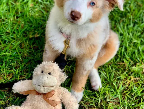 Australien Shepherd Welpen