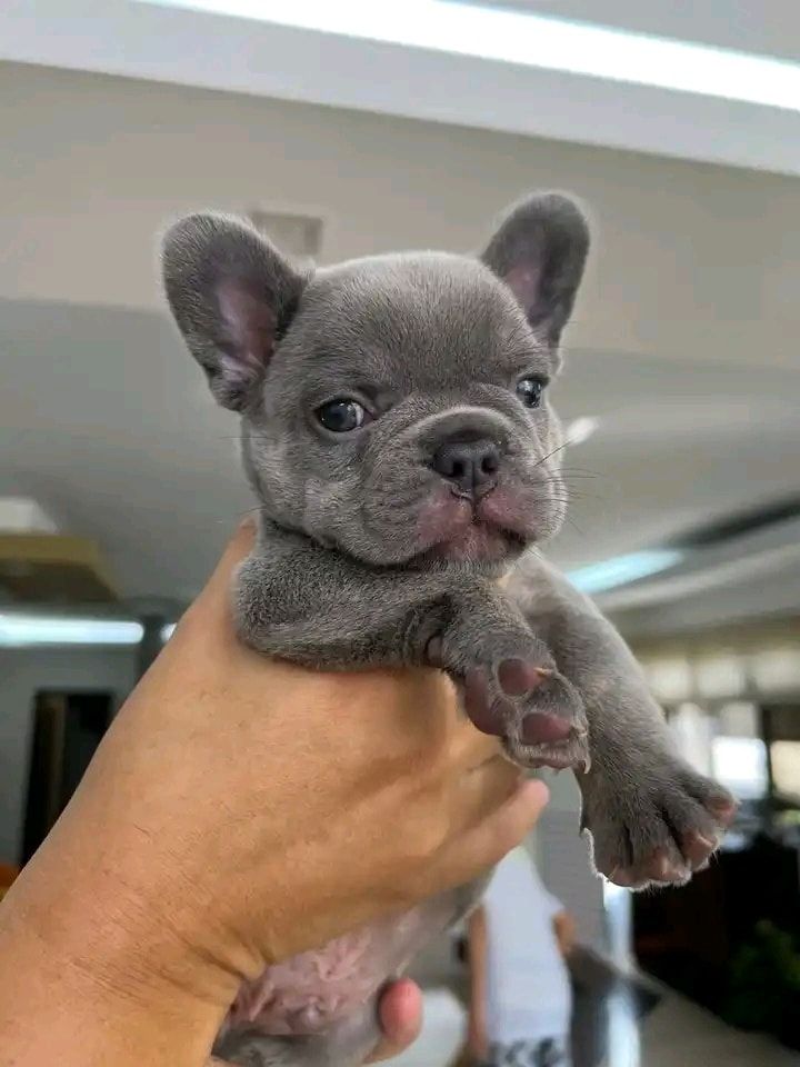 Französische bulldogge