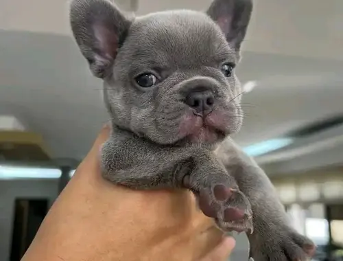 Französische bulldogge