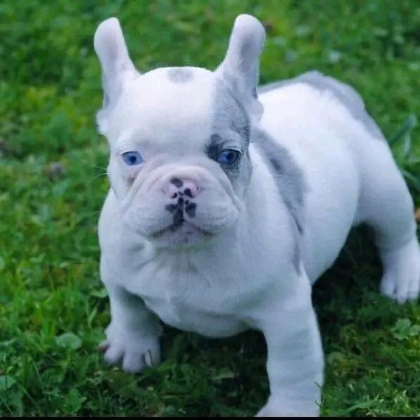 Französische bulldogge