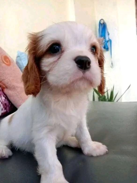 Ganz verschmuste und kuschelige Cavalier King Charles Spaniel Welpen