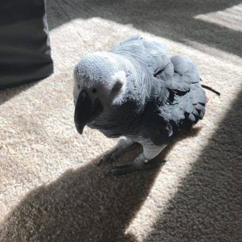 Graupapageien zu verkaufen Graupapageien zu verkaufen