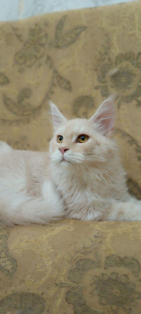 Anhänglicher, verspielter und sehr kontaktfreudiger Maine Coon Junge