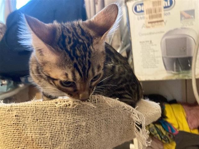 Bengal-Mix-Kätzchen